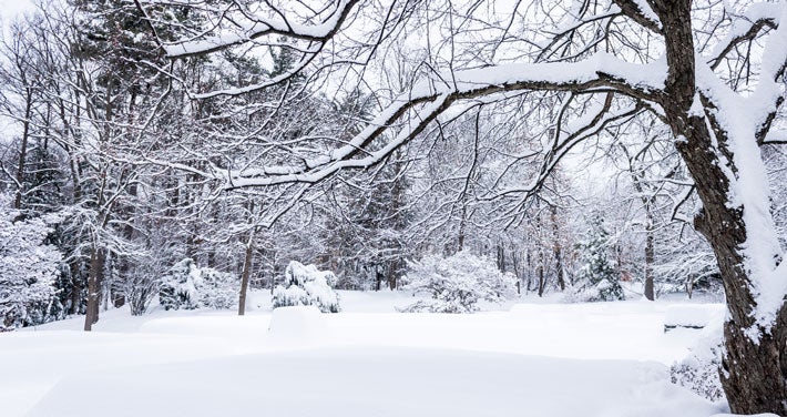 A field of snowy trees.